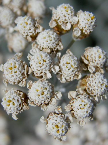 Achillea fraasii s.troiana ( Civan peremi,Ayvadana )