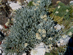 Achillea fraasii s.troiana ( Civan peremi,Ayvadana )