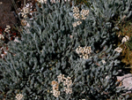 Achillea fraasii s.troiana ( Civan peremi,Ayvadana )