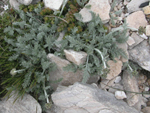 Achillea fraasii s.troiana ( Civan peremi,Ayvadana )