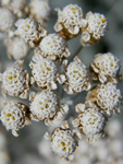 Achillea fraasii s.troiana ( Civan peremi,Ayvadana )