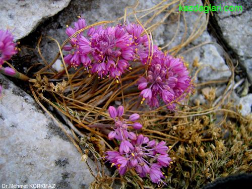 Allium kurtzianum (Yabani Sarmsak) 