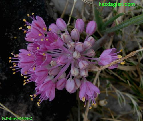 Allium kurtzianum (Yabani Sarmsak) 