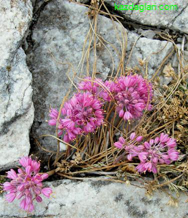 Allium kurtzianum (Yabani Sarmsak) 