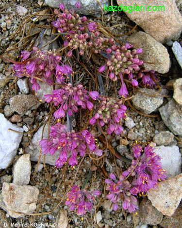 Allium kurtzianum (Yabani Sarmsak) 