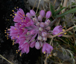 Allium kurtzianum (Yabani Sarmsak) 
