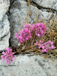 Allium kurtzianum (Yabani Sarmsak) 