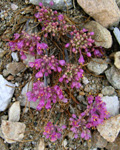 Allium kurtzianum (Yabani Sarmsak) 