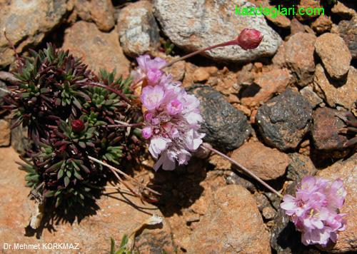 Armeria trojana Bokhari