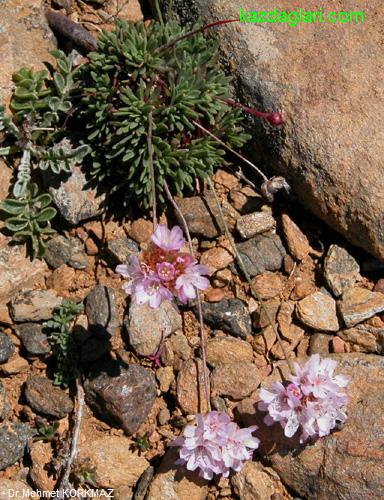 Armeria trojana Bokhari