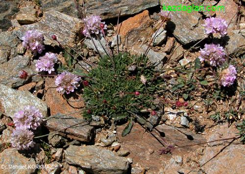 Armeria trojana Bokhari