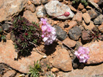 Armeria trojana Bokhari