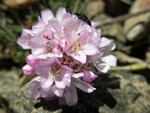 Armeria trojana Bokhari