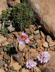 Armeria trojana Bokhari