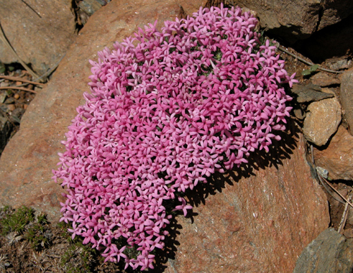 Asperula sintenisii Achers ex Bornm