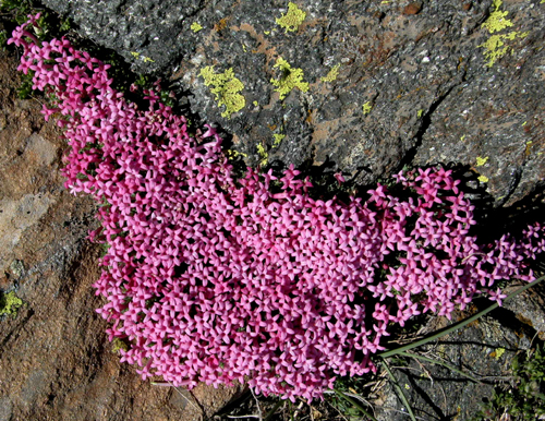 Asperula sintenisii Achers ex Bornm