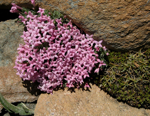 Asperula sintenisii Achers ex Bornm