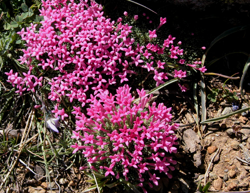 Asperula sintenisii Achers ex Bornm