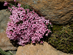 Asperula sintenisii Achers ex Bornm