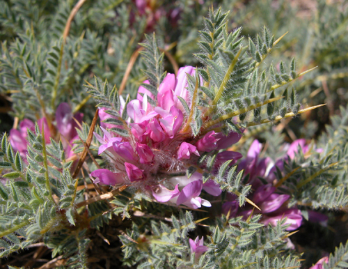 Astragalus idea Sirj (Geven)