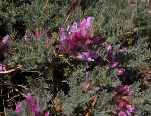 Astragalus idea Sirj (Geven)