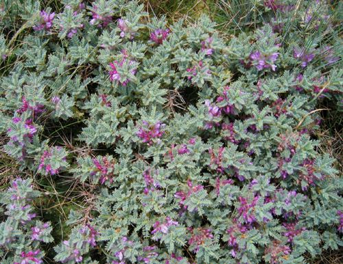 Astragalus idea Sirj (Geven)