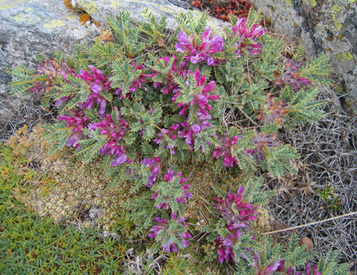 Astragalus idea Sirj (Geven)