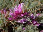 Astragalus idea Sirj (Geven)