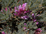 Astragalus idea Sirj (Geven)