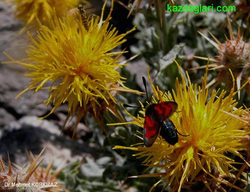 Centaurea odyssei Wagenits (Peygamber iei)