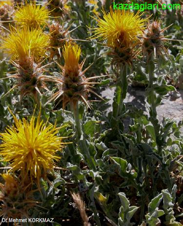 Centaurea odyssei Wagenits (Peygamber iei)