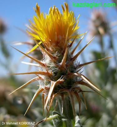 Centaurea odyssei Wagenits (Peygamber iei)