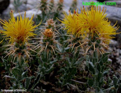 Centaurea odyssei Wagenits (Peygamber iei)