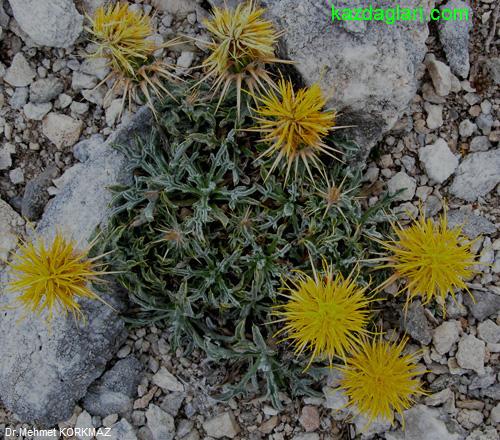Centaurea odyssei Wagenits (Peygamber Çiçeği)