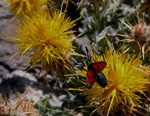 Centaurea odyssei Wagenits (Peygamber iei)