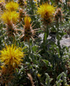 Centaurea odyssei Wagenits (Peygamber iei)