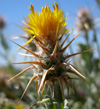 Centaurea odyssei Wagenits (Peygamber iei)