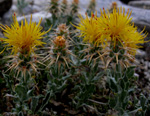 Centaurea odyssei Wagenits (Peygamber iei)