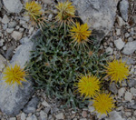 Centaurea odyssei Wagenits (Peygamber iei)