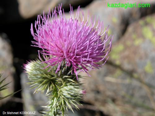 Cirsium Steriolepis Petrax