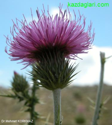 Cirsium Steriolepis Petrax