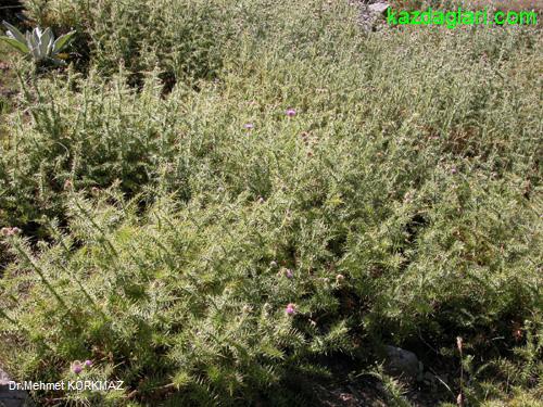 Cirsium Steriolepis Petrax