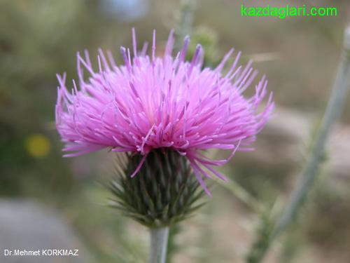 Cirsium Steriolepis Petrax