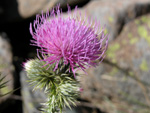 Cirsium Steriolepis Petrak