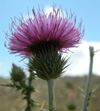 Cirsium Steriolepis Petrak