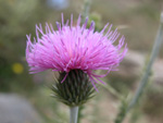 Cirsium Steriolepis Petrak