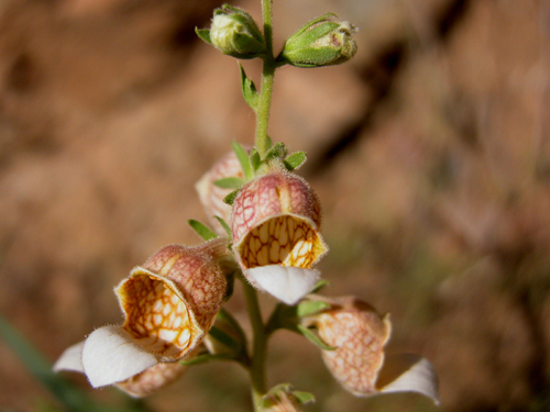 digitalis trojana (yksk otu)