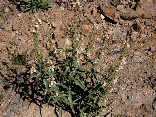 digitalis trojana (yksk otu)