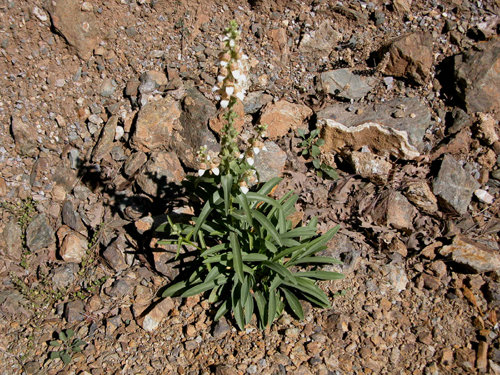 digitalis trojana (yksk otu)