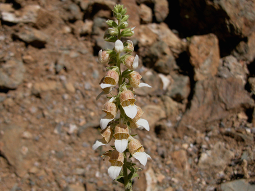 digitalis trojana (yksk otu)